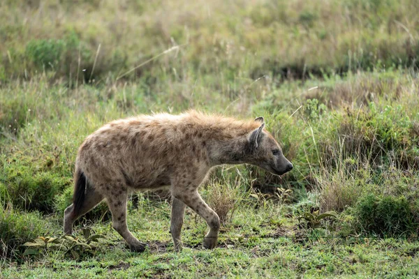 Hyena Loopt Uit Het Hoge Gras Zoek Naar Voedsel Serengeti — Stockfoto