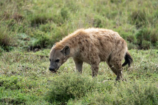 Hyena Slickar Sina Läppar När Den Prowls Genom Grässlätten Serengeti — Stockfoto