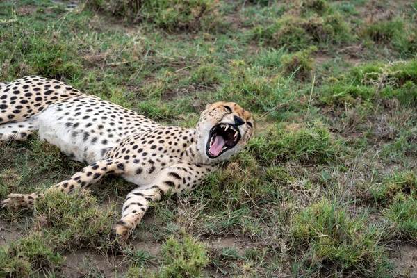 Cheetah in the grass lays and yawns with mouth wide open in the Serengeti National Park Tanzania
