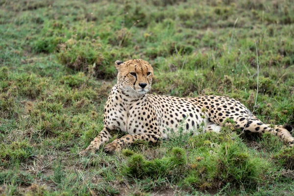 stock image Cheetah as it sits in the grass in Serengeti National Park Tanzania