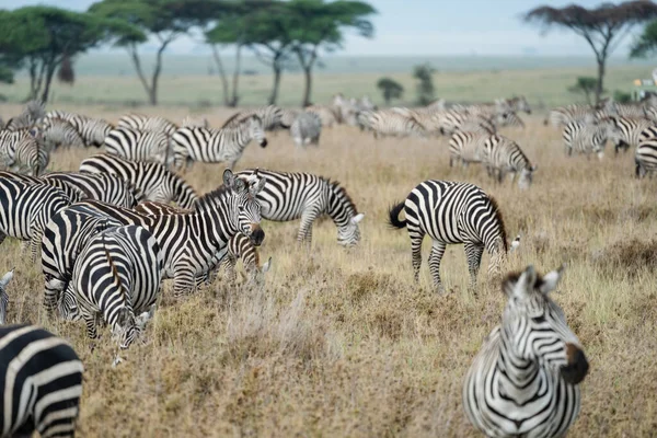 Foco Seletivo Uma Zebra Uma Grande Manada Andando Pelo Parque — Fotografia de Stock