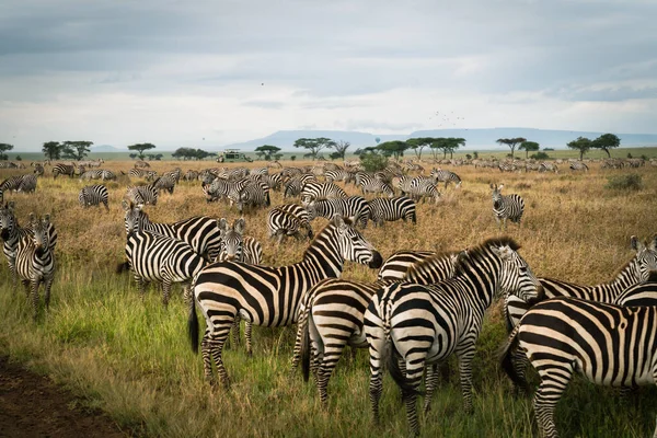 Muito Grande Rebanho Zebras Parque Nacional Serengeti Tanzânia Carro Safári — Fotografia de Stock