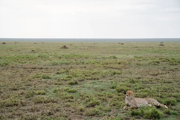 Cheetah Πορτρέτο Όπως Κάθεται Στο Γρασίδι Στο Εθνικό Πάρκο Serengeti — Φωτογραφία Αρχείου