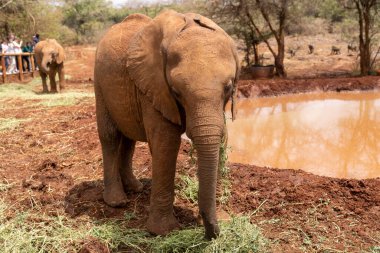 Nairobi, Kenya - 17 Mart 2023 Sheldrick Vahşi Yaşam Vakfı 'nda öksüz filler için çim yiyen bebek fil