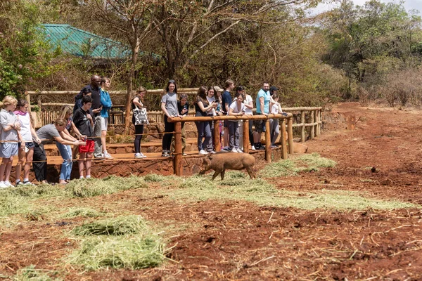 Nairobi Kenya March 2023 Tourists Photograph Warthog While Waiting Elephants — Stock Photo, Image