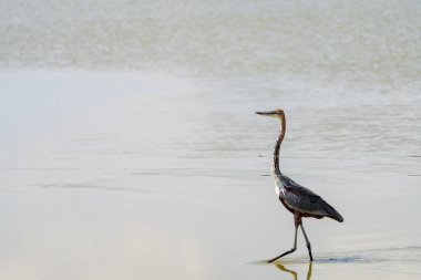 Mor balıkçıl kuş Amboseli Ulusal Parkı Kenya, Afrika 'da suda yürüyor