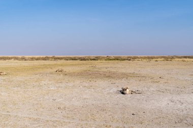 Amboseli Ulusal Parkı Kenya 'da kuraklıkta kalan çok sayıda antilop hayvanı görülüyor.