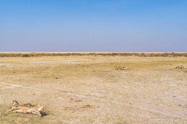Amboseli Ulusal Parkı Kenya 'da kuraklıkta kalan çok sayıda antilop hayvanı görülüyor.