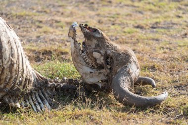 Kuraklıktaki antilopların kalıntıları Amboseli Ulusal Parkı 'nı sardı.