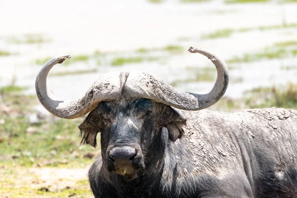 Wildebeest Ligt Het Gras Het Amboseli National Park Kijkend Naar — Stockfoto