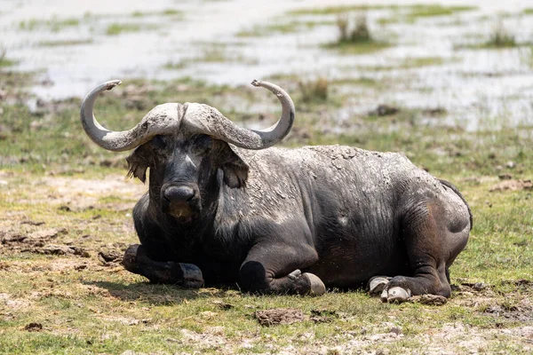 Wildebeest Lays Grass Amboseli National Park Looking Camera Kenya Africa — Stock Photo, Image