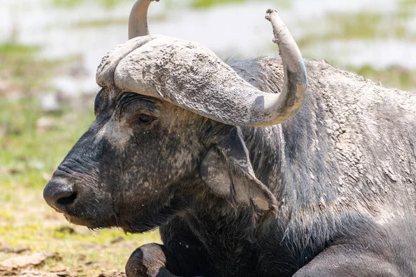 Wildebeest Ligger Gräset Amboseli National Park Tittar Sidan Kenya Afrika — Stockfoto