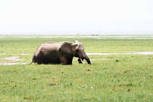 Olifanten Drankjes Uit Een Moeras Amboseli National Park Kenia Afrika — Stockfoto