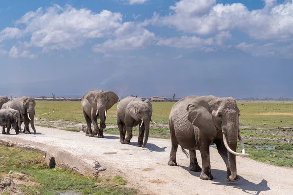 stock image Elephant herd family walks across the road in Amboseli National Park Kenya