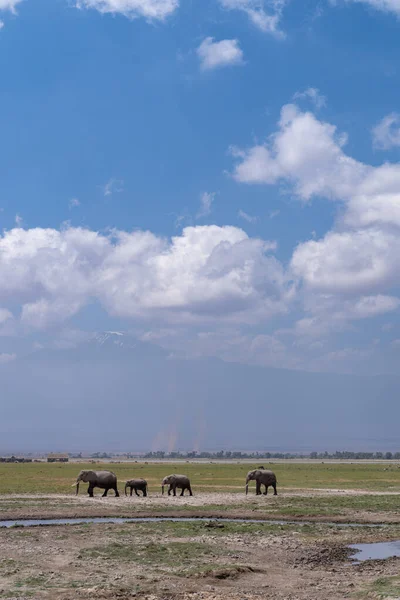 Ελέφαντες Πόδια Στο Εθνικό Πάρκο Amboseli Μπροστά Από Βουνό Kilimanjaro — Φωτογραφία Αρχείου