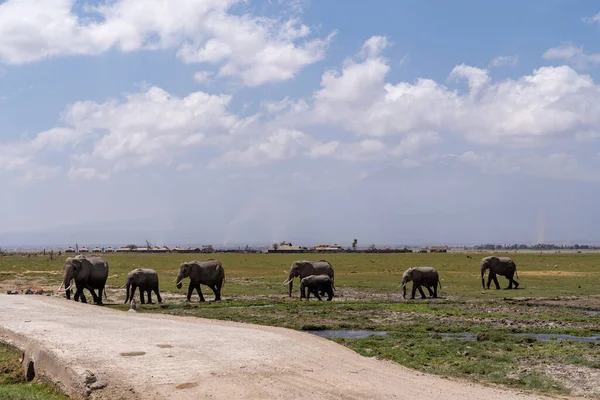 Οικογένεια Των Ελεφάντων Διασχίζει Δρόμο Στο Εθνικό Πάρκο Amboseli Κένυα — Φωτογραφία Αρχείου