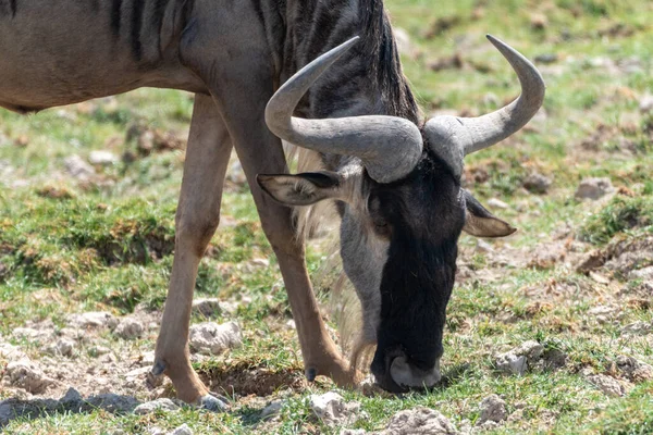 Wildebeest Betar Och Äter Gräs Amboseli National Park Kenya Afrika — Stockfoto