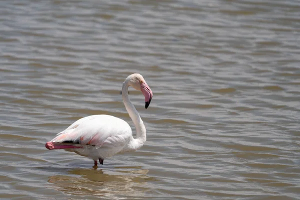 Retrato Flamingo Água Parque Nacional Amboseli Quênia África — Fotografia de Stock