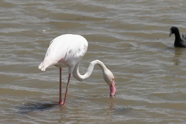 Pink Flamingo Bebe Água Uma Lagoa Parque Nacional Amboseli Quênia — Fotografia de Stock