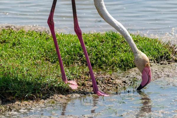 Interessanter Blick Auf Einen Rosa Flamingo Der Gras Frisst Amboseli — Stockfoto