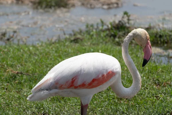 Vista Interessante Flamingo Rosa Comendo Grama Parque Nacional Amboseli Quênia — Fotografia de Stock