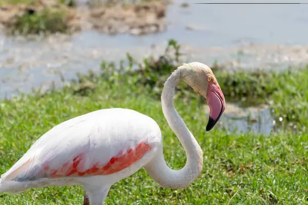 Interesting View Pink Flamingo Eating Grass Amboseli National Park Kenya — Stock Photo, Image