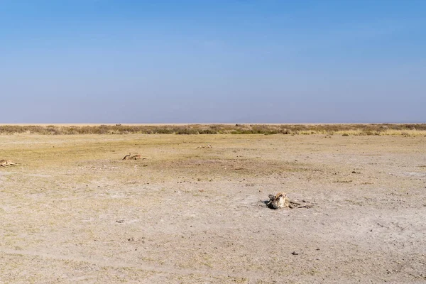 Resten Van Verschillende Gnoe Dieren Het Door Droogte Geteisterde Amboseli — Stockfoto