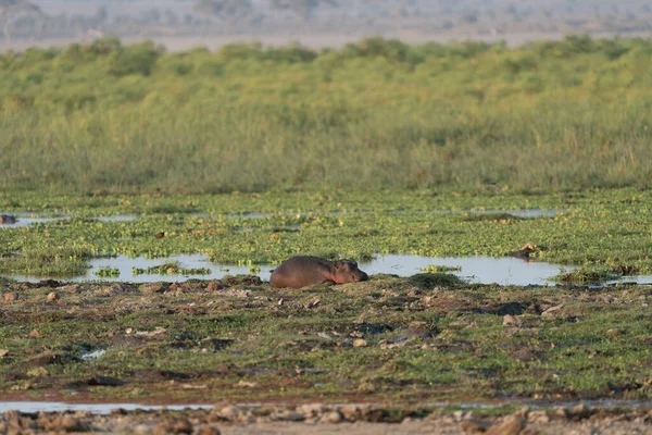 Nilpferd Schläft Frühmorgens Land Amboseli Nationalpark Kenia — Stockfoto