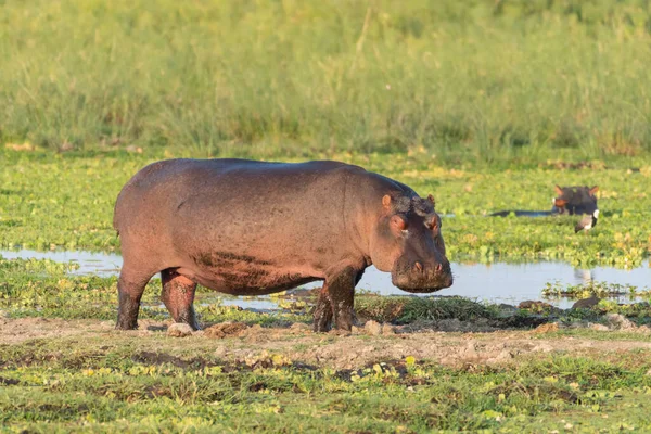 Hippo Regarde Caméra Tôt Matin Sur Terre Dans Parc National — Photo