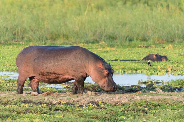 Flodhästen Betar Land Och Letar Efter Mat Tidigt Morgonen Amboseli — Stockfoto