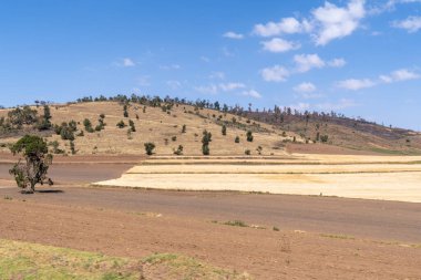 Kenya, Narok 'un dışındaki yuvarlak tepeli tarım arazisi manzarası