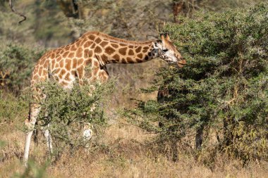 Kenya 'daki Nakuru Gölü Milli Parkı' nda zürafa akasya dikenli çalıları yiyor.