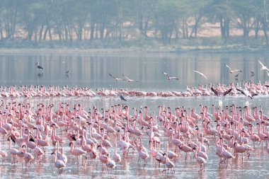 Kenya, Afrika 'daki Nakuru Gölü' nde pembe flamingo sürüsü.