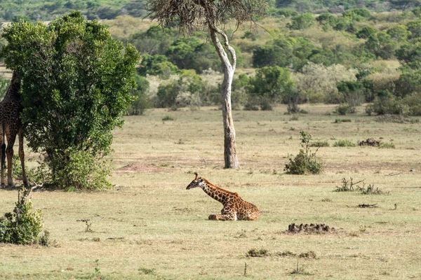 Girafa Sentada Reserva Masaai Mara Quênia África — Fotografia de Stock