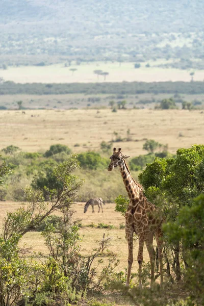 Girafa Fica Lado Arbusto Espinho Acácia Reserva Masaai Mara Quênia — Fotografia de Stock