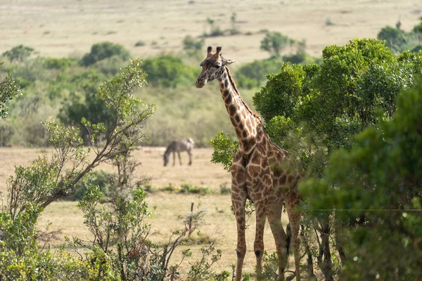 Girafa Fica Lado Arbusto Espinho Acácia Reserva Masaai Mara Quênia — Fotografia de Stock