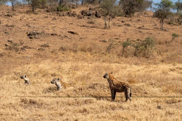 Pastvinách Národního Parku Nakuru Keni Čekají Tři Hyeny — Stock fotografie