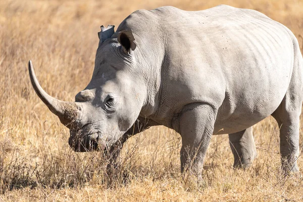 Rhinoceros Walks Grassland Lake Nakuru National Park Kenya Africa — Stock Photo, Image