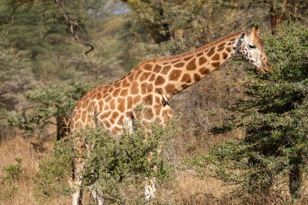 Girafa Come Arbusto Espinho Acácia Parque Nacional Lago Nakuru Quênia — Fotografia de Stock