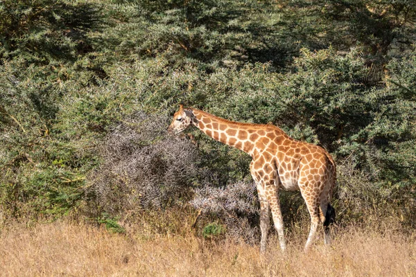 Girafa Come Arbusto Espinho Acácia Parque Nacional Lago Nakuru Quênia — Fotografia de Stock
