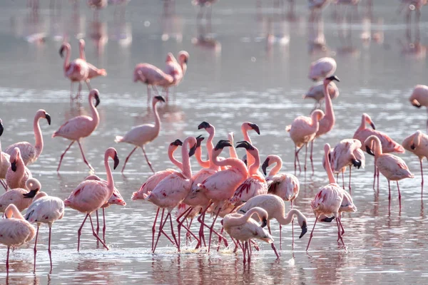 Muitos Flamingos Parque Nacional Lago Nakuru Quênia África — Fotografia de Stock