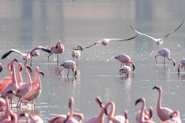 Pink Flamings Lake Nakuru Kenya Africa Selective Focus — Stock Photo, Image
