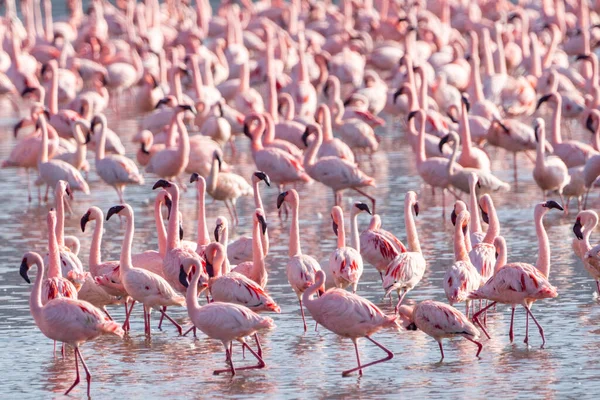 Rebanho Flamingos Rosa Lago Nakuru Quênia África Foco Seletivo — Fotografia de Stock