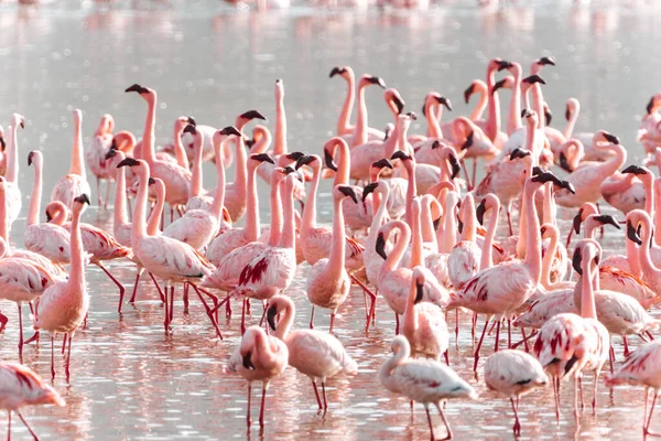 Rebanho Flamingos Rosa Lago Nakuru Quênia África Foco Seletivo — Fotografia de Stock