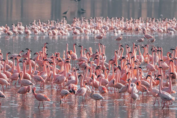 Rebanho Flamingos Cor Rosa Lago Nakuru Quénia África — Fotografia de Stock