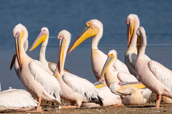 Pelicanos Pendurados Nas Margens Parque Nacional Lago Nakuru Quênia África — Fotografia de Stock