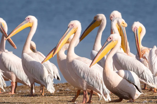 Schöne Pelikane Ufer Des Nakuru Sees Kenia Afrika — Stockfoto
