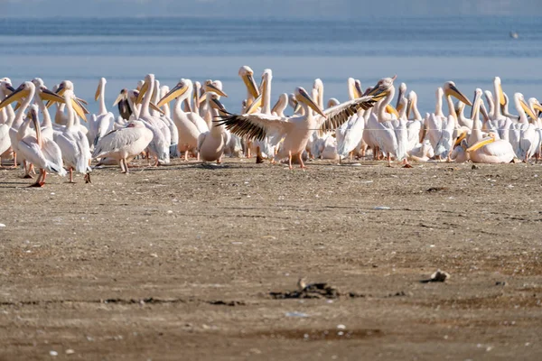 Belos Pelicanos Nas Margens Lago Nakuru Quênia África — Fotografia de Stock