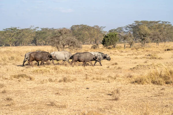 Cape Buffel Promenad Vall Nakuru Nationalpark Kenya Afrika — Stockfoto