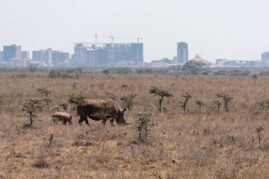 Gergedan ve bebek Kenya 'daki Nairobi Ulusal Parkı' nda yürüyor.